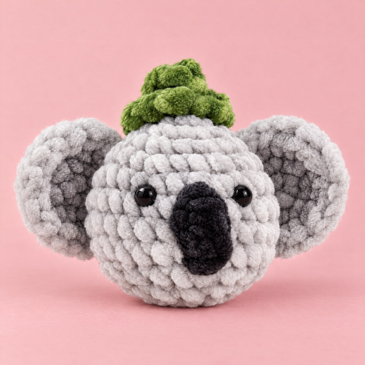 Le koala, de face